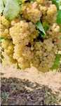 Vand struguri de vin
