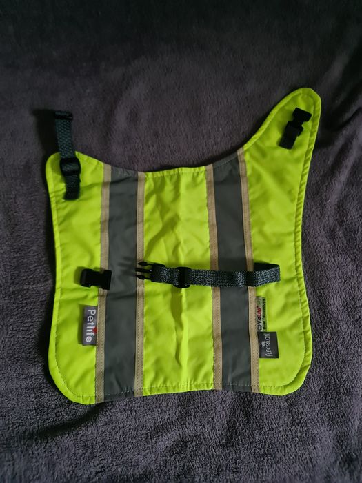 Hainuta catei, reflectorizanta