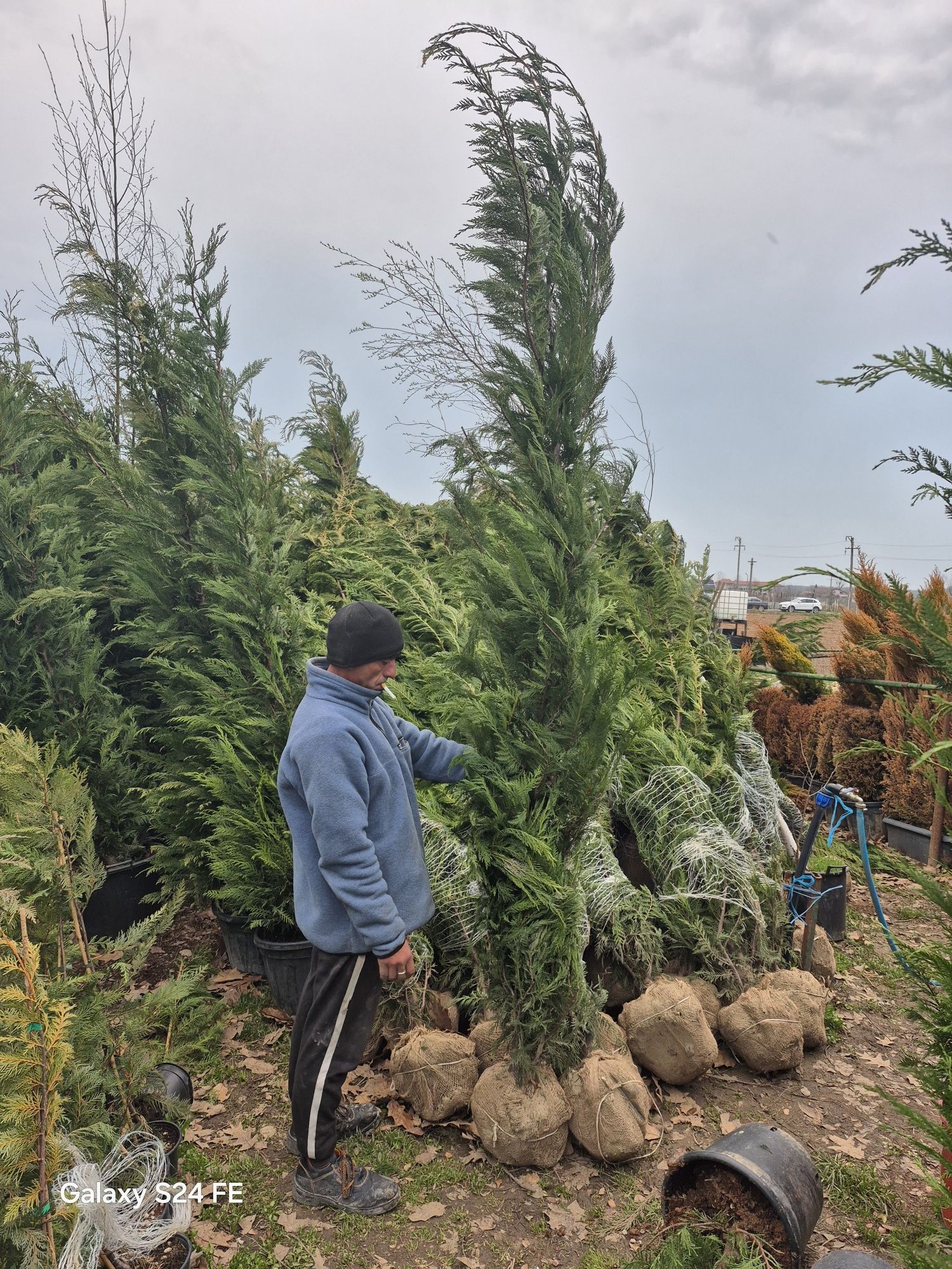 Tuia  leylandii chiparos leilandi