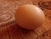 Ou de struț 1.3 kg