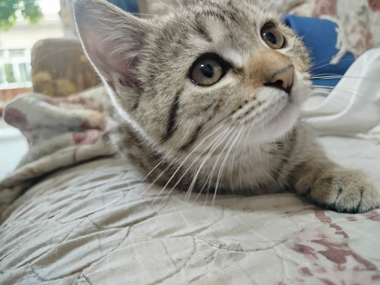 Отдам котёнока бесплатно