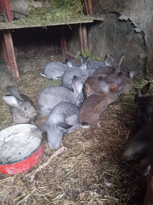 Vând păsări și iepuri