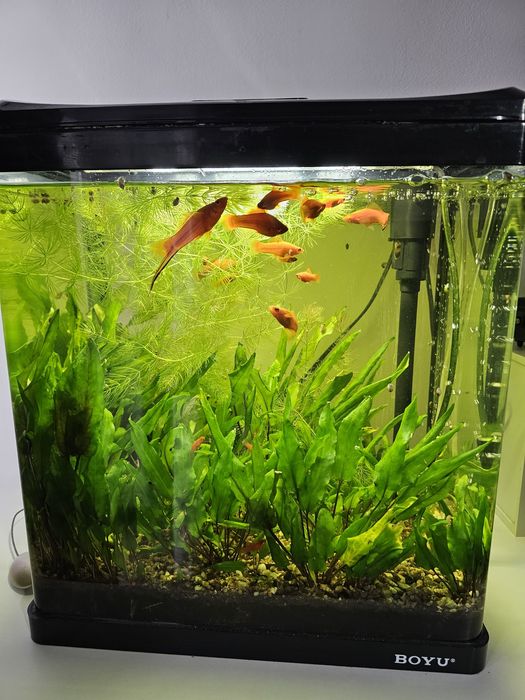 Acvariu cu pești, capacitate 33 litri activ.