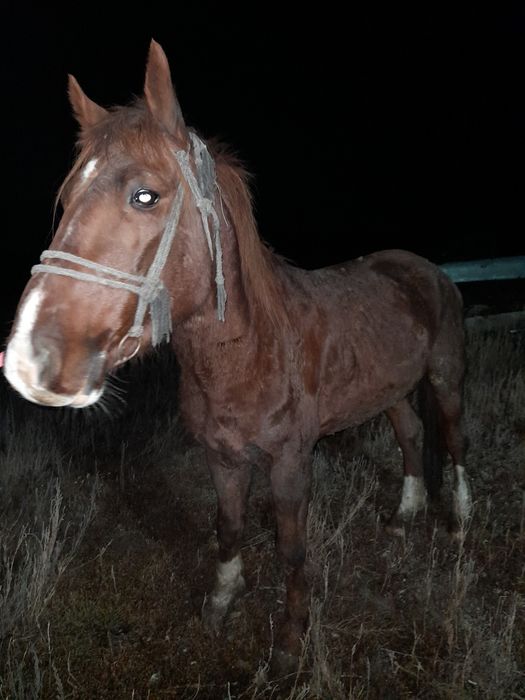 Айғыр жылқыыыыыыы