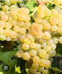 Vând struguri de vin