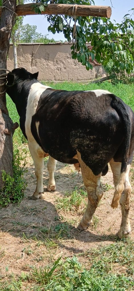 Gibrid sifatli sog'lom  buqala sotiladi