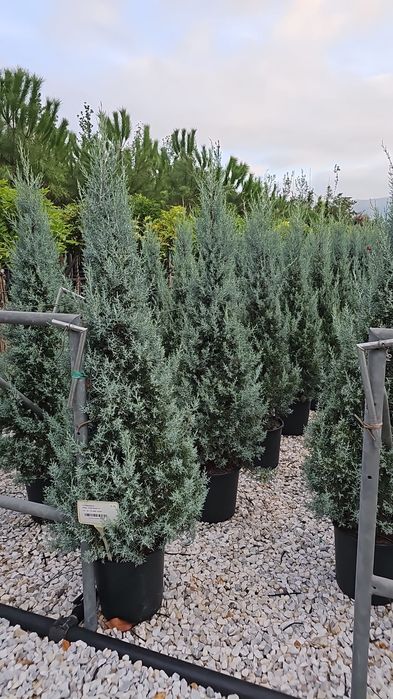 Cupressus arizonica- cupressocyparis leylandii- chiparos toscana
