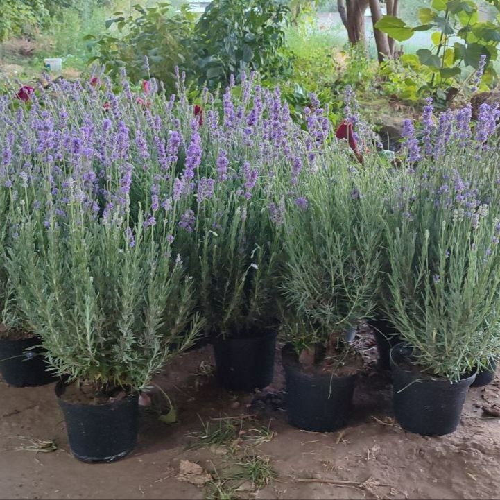 Lavanda sort italiya