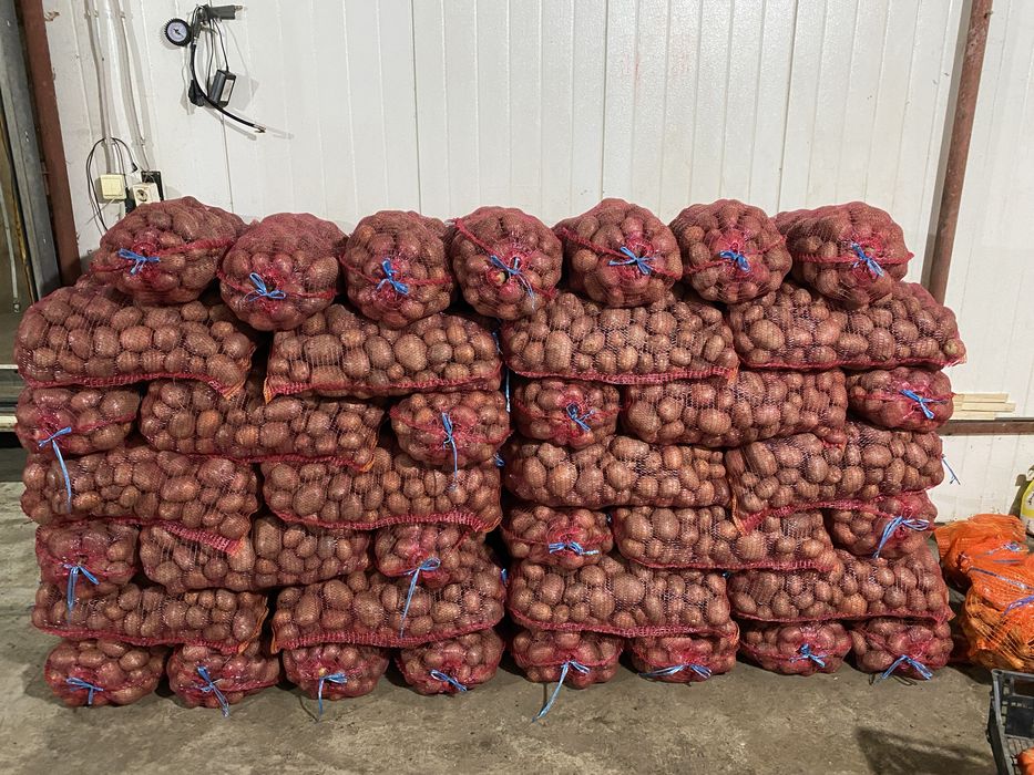 Vand Cartofi rosii si albi !