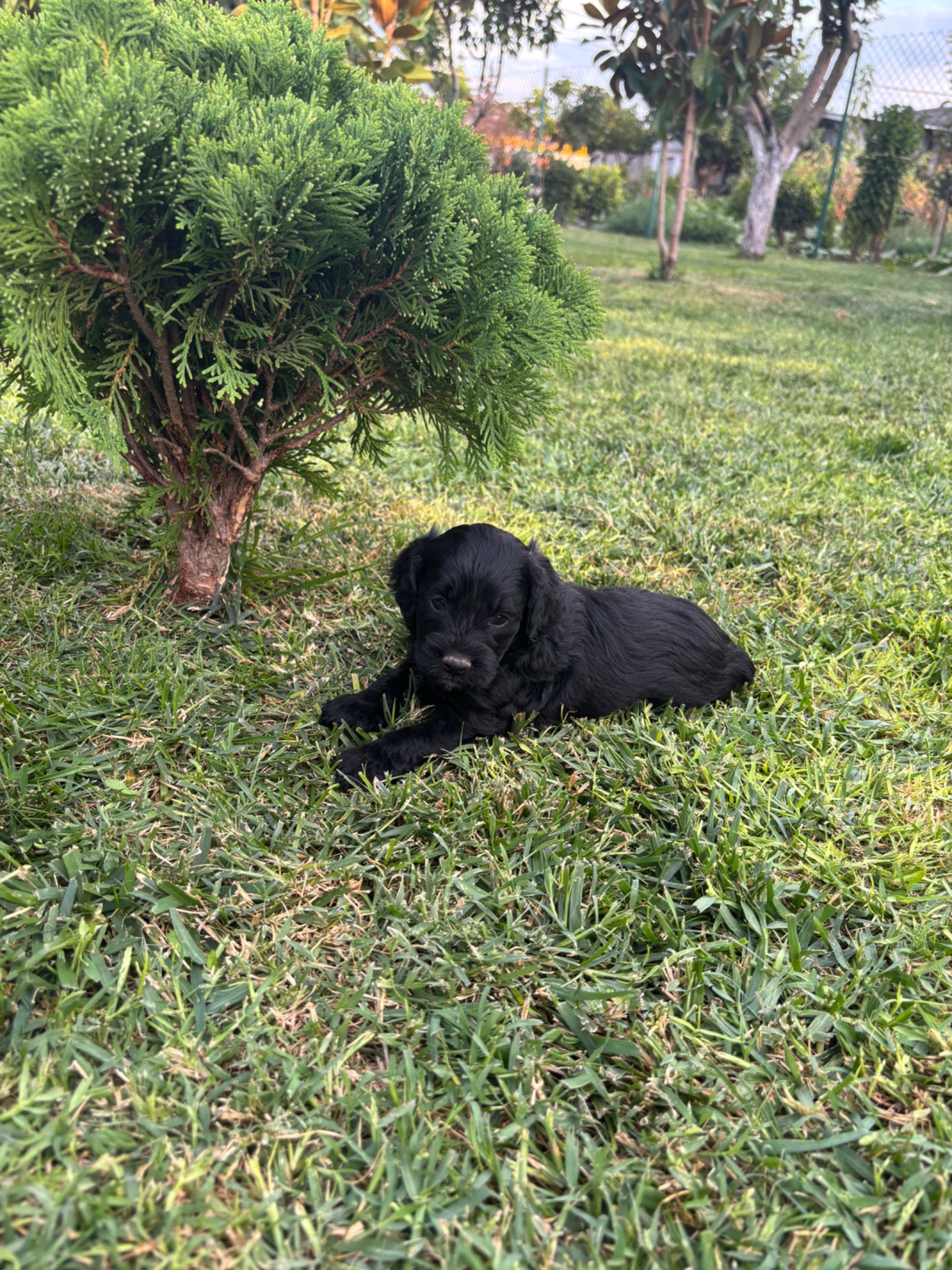 Кавапу & Cavapoo