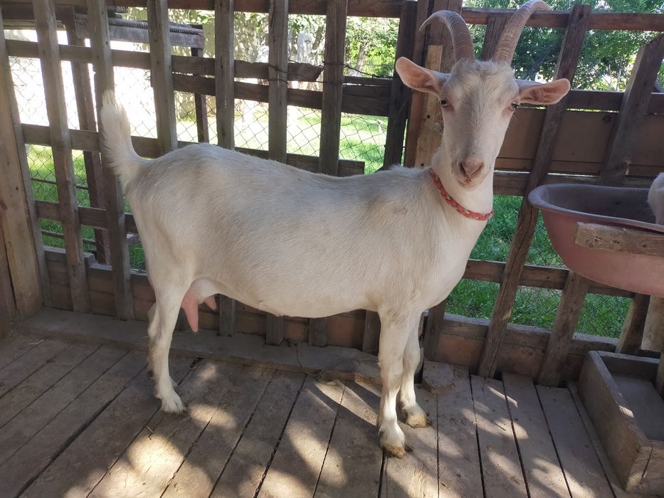 Ешкілер бар   сатылады Зааненская