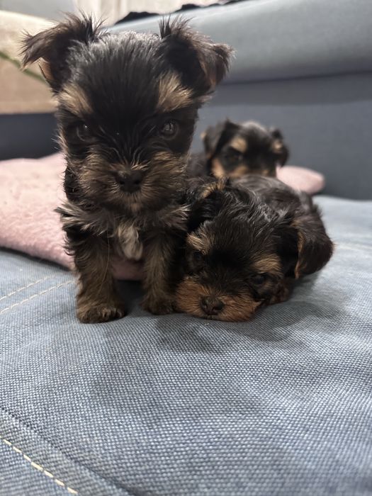 Продаются щенки йоркширского терьера