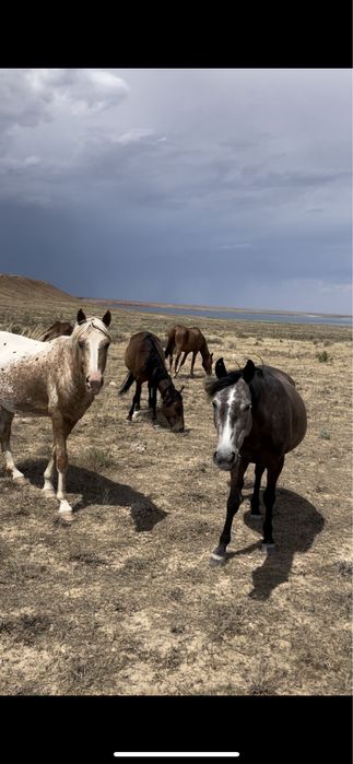 1үйір жылқы сатылады