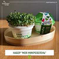 Набор для проращивания микрозелени «Моя микрозелень»