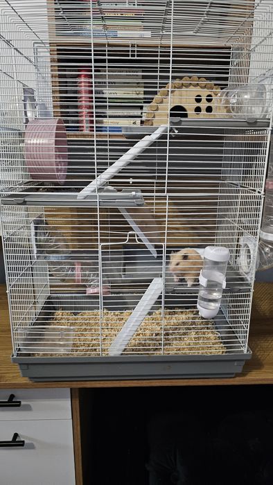 Продаётся клетка 4 этажная хомяки в подарок