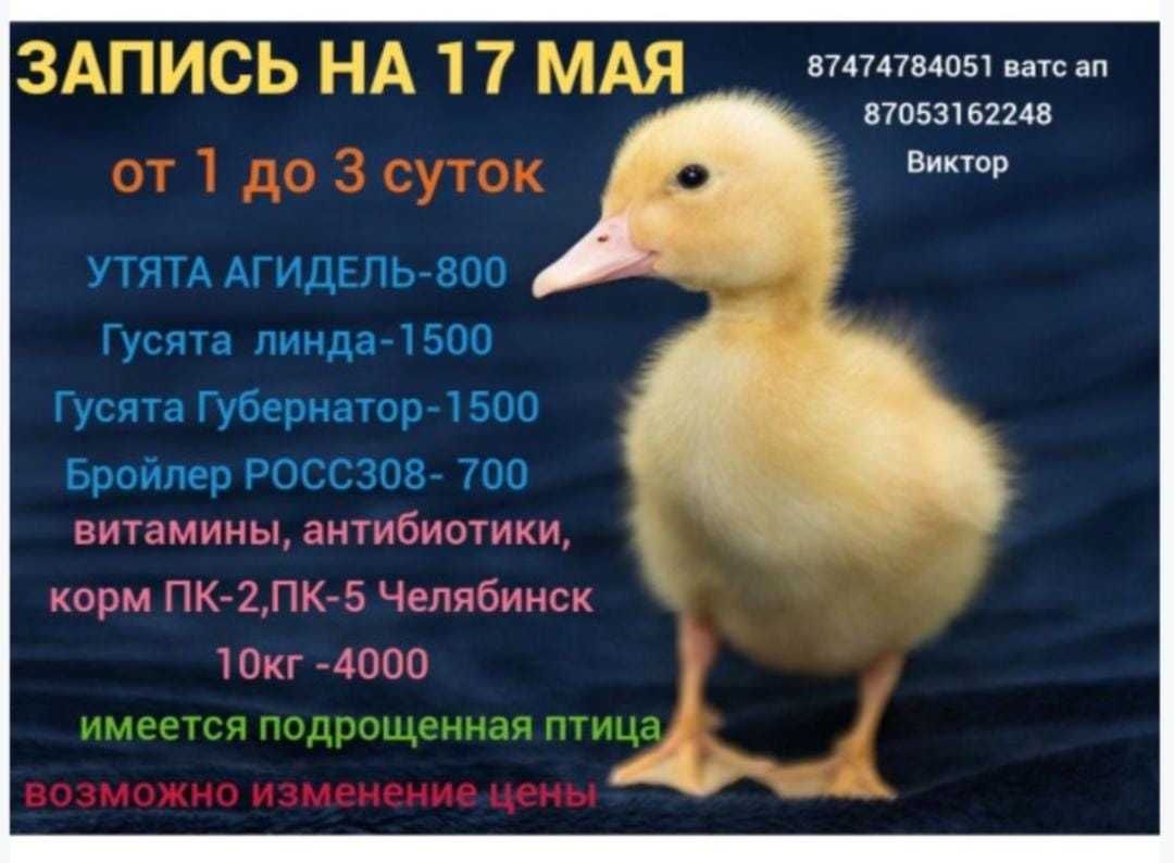 Запись на 17 мая