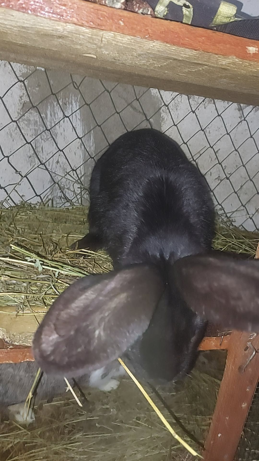 Schimb iepuri  pe un vițel
