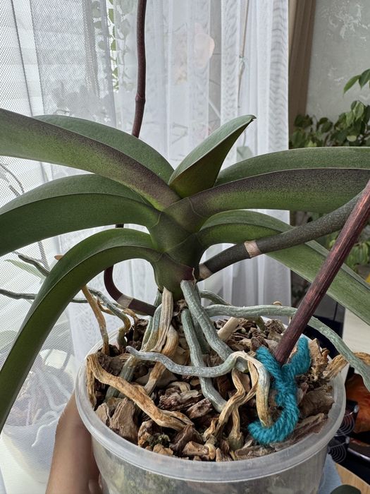 Орхидея  Блек Марбел(вариант цветения)