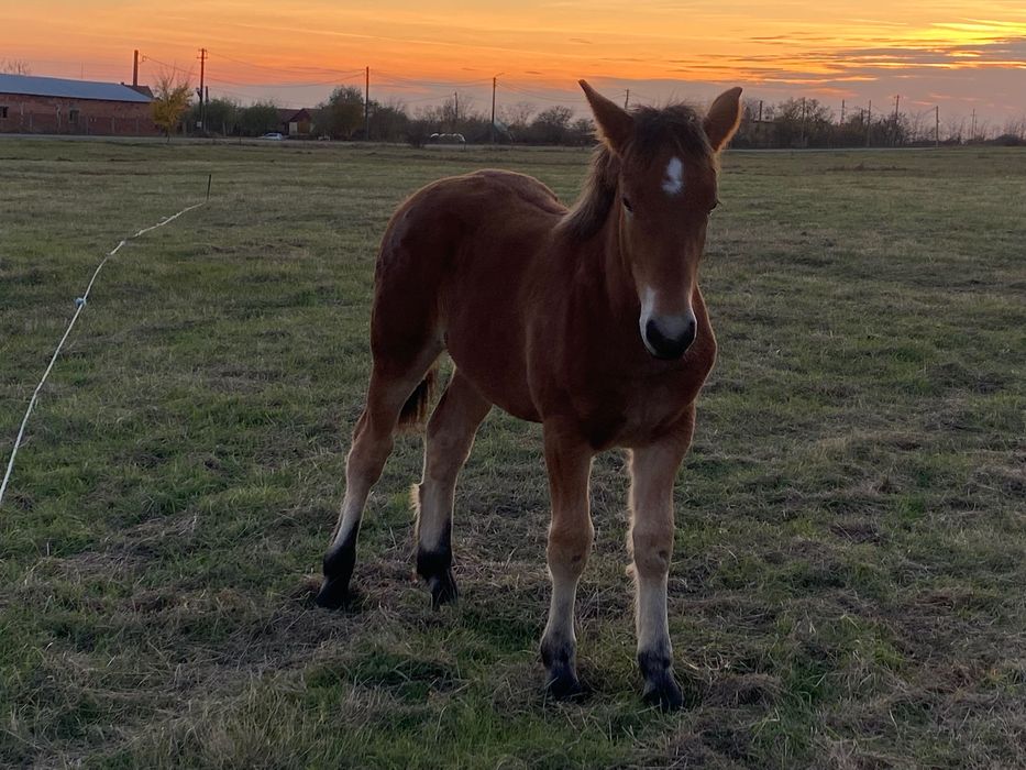 Vând mânză de 6 luni