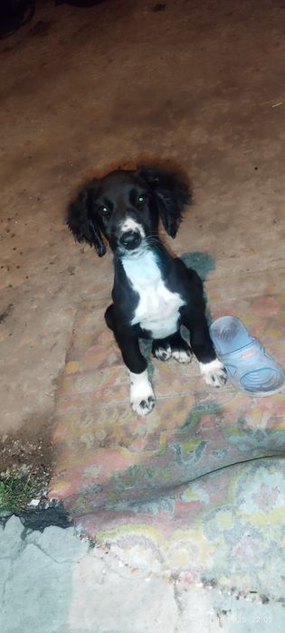 Продам щенят тазы