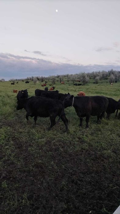 Vand 62ha teren RACHITI ,BOTOSANI ferma 400m TOTAL 260000euro