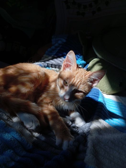 Отдам котиков в добрые руки