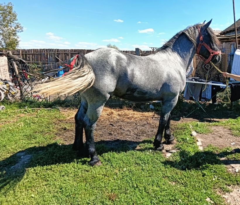 Vând mânz de 3 ani