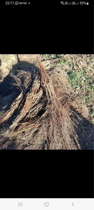 Vand butasi vita de vie hibrida