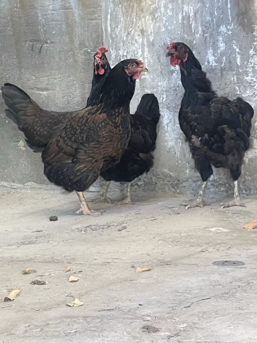 3 тауык сатылады семиз