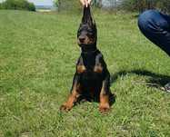 Pui doberman deosebit