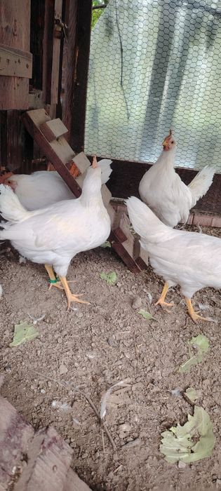 Cocosi din rasa Leghorn