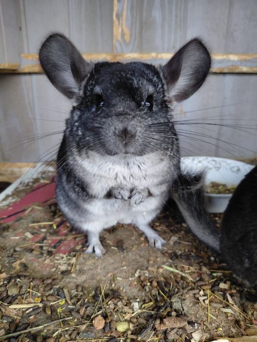 chinchila de vanzare