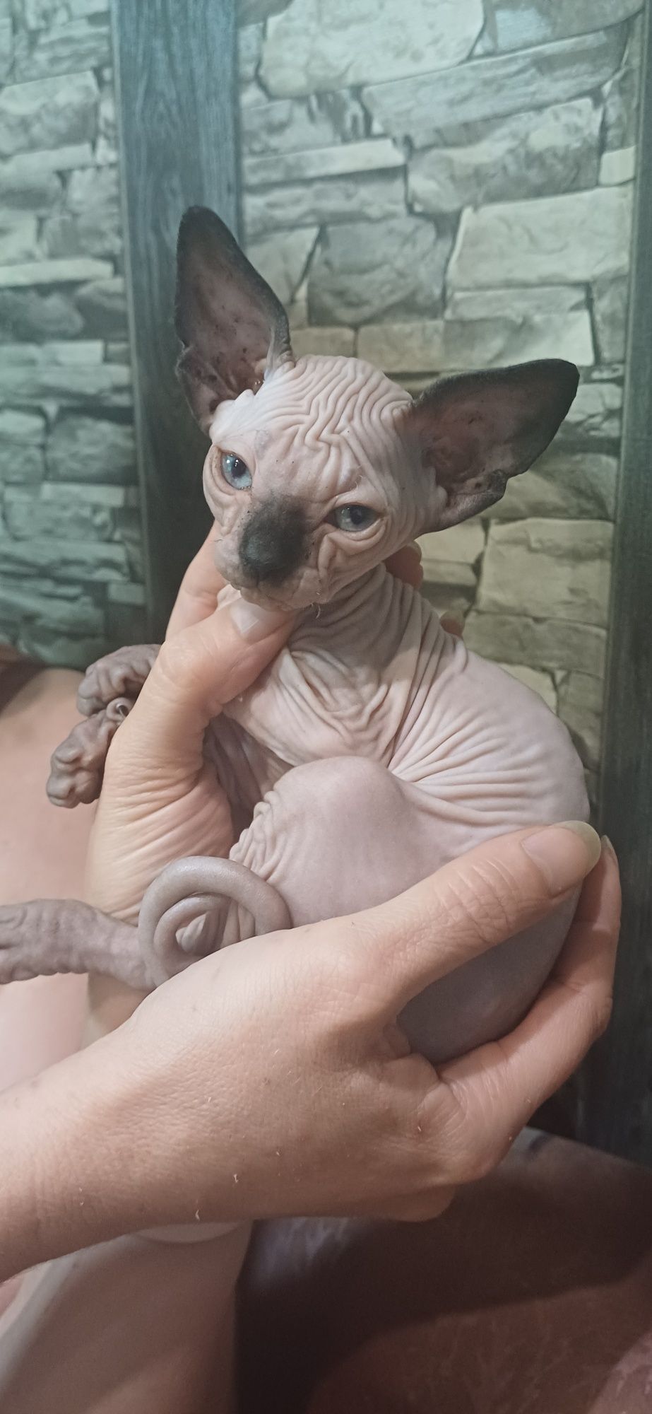 Канадски сфинкс  котенца