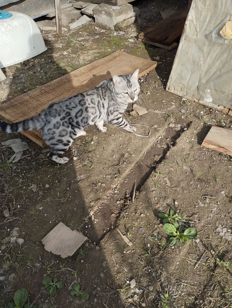 Бенгальский кот серебристого окраса.