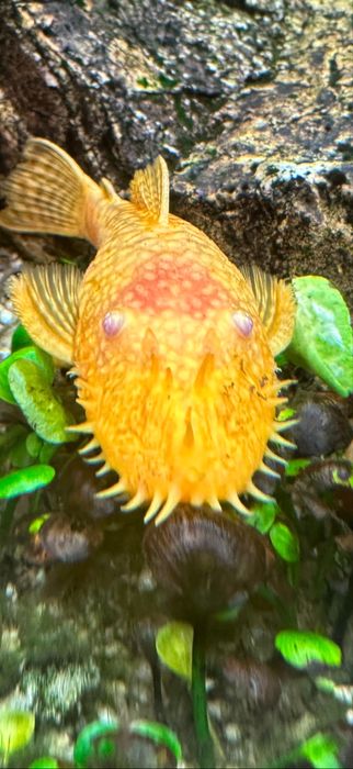 Сомики Анцитрусы