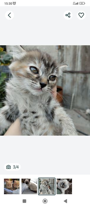 Домашний котенок отдам бесплатно