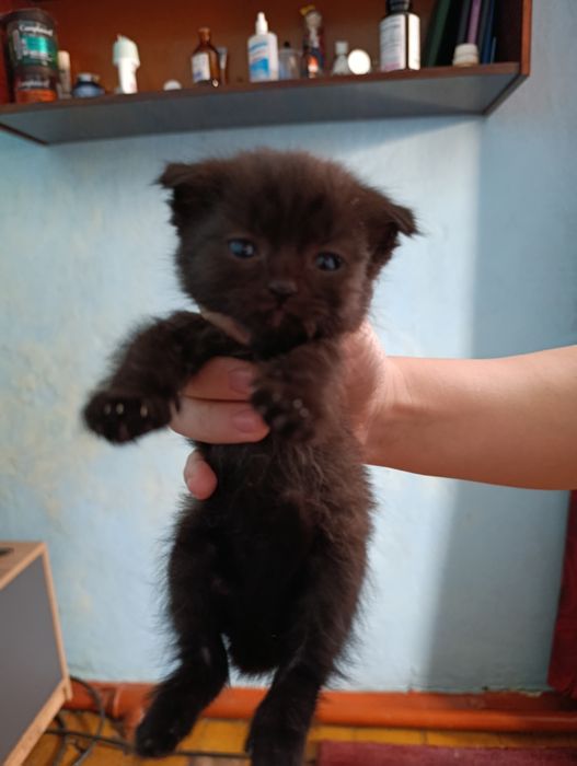 Отдам вислоухого котенка