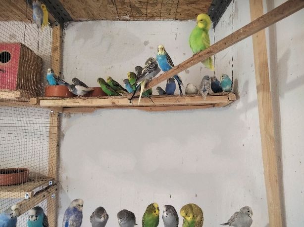 Papagali Peruși, Agapornisi, Micul Alex