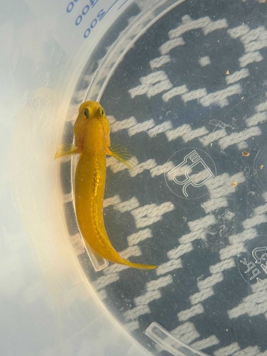 Peste apa sarata (Goby)  - Cryptocentrus cinctus