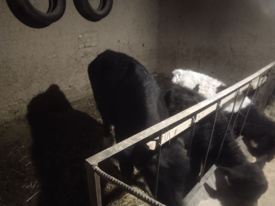 Бузаулар сатылады