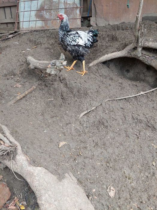 De vanzare puicute si cocosi din rasa de gaini wyandotte