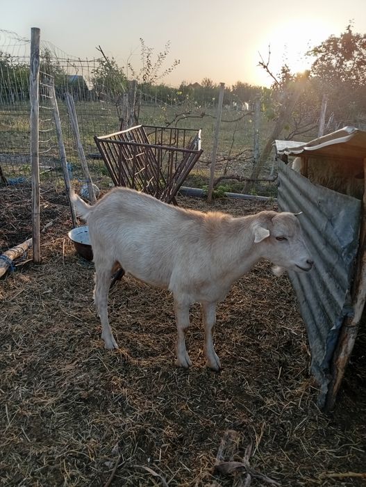 Vând doi țapi sau schimb cu ceriale