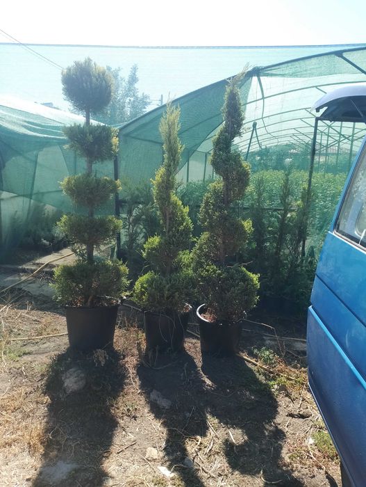 Лавровишна за жив плет 4лв