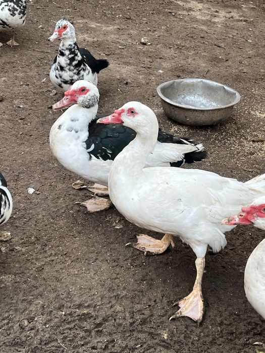 Индоутки большие