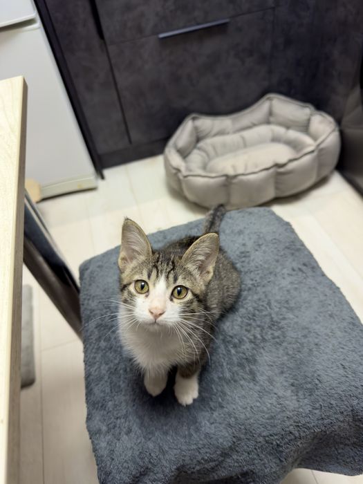 Домашний котенок девочка