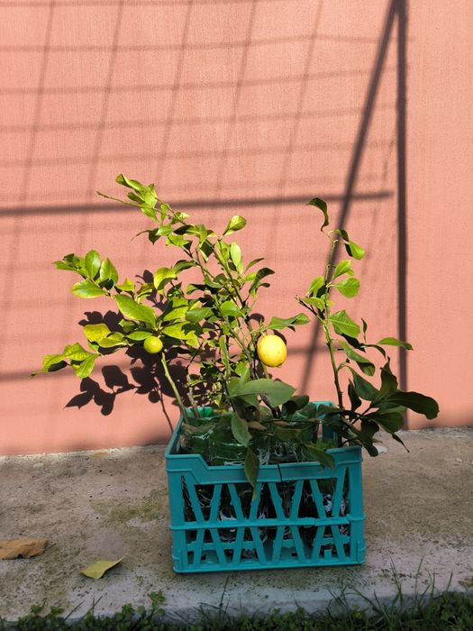 Лимон и грепфрут, мандарина лимонови дървета студоустойчиви даващи пло