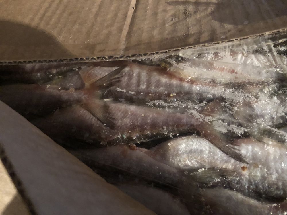 Продаем свеже мороженную рыбу, только оптом, с докуметами .