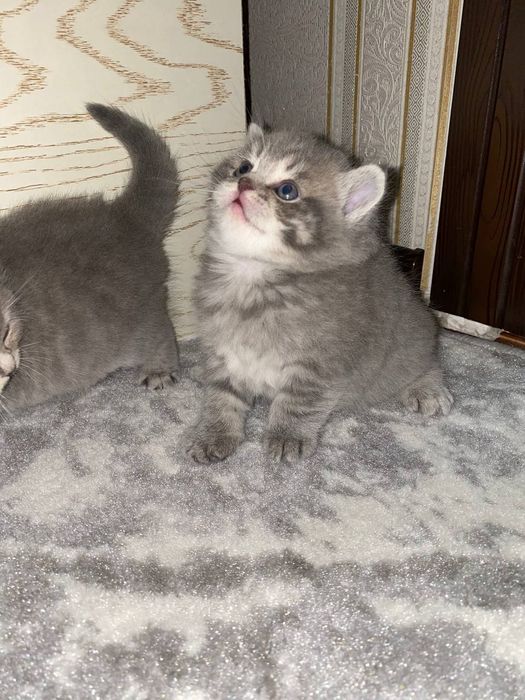 Котята  Скотиш смешани