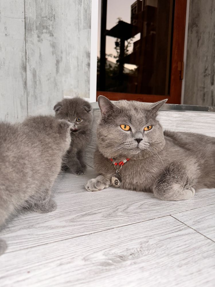 Скотиш фолд Котята