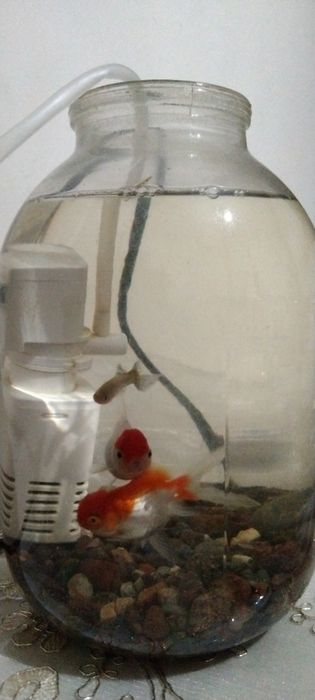 Baliqlar sotiladi 3 ta qizil shapka va guppi